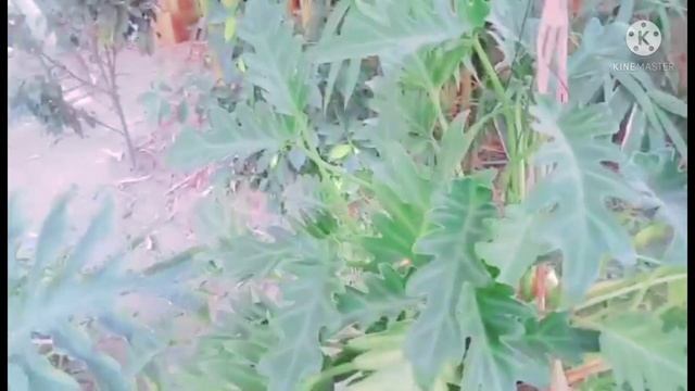 How to grow And care philodendron Xanadu #gardeningmyhobby #xanadu #plants #grow #care #informatio смотреть онлайн