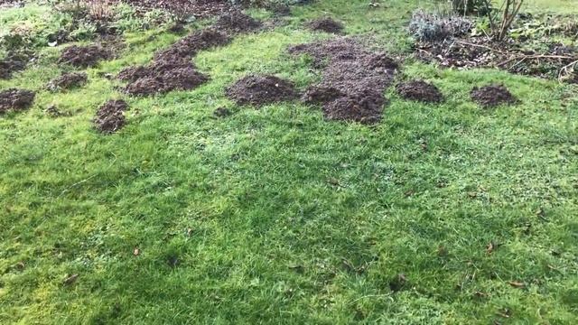 Mole Control- Help they are destroying my lawn!!! смотреть онлайн
