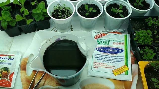 Как разбудить фитоспорин, чтобы он приносил пользу