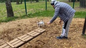 Тренировка Джек рассела
