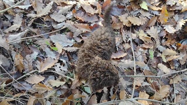 Наша собака Лаготто Романьоло, щенок 2 месяца смотреть онлайн