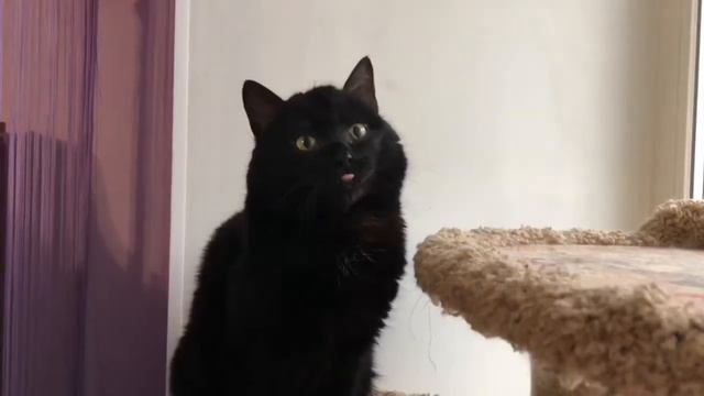 Кошки из приюта хотят ДОМОЙ! Когда-то брошенные, умирающие- теперь они в безопасности! смотреть онлайн
