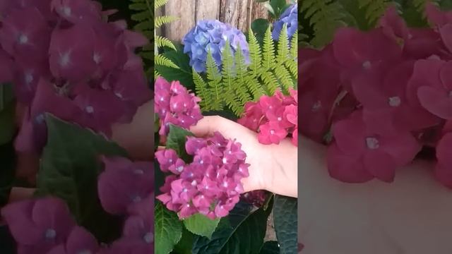 СИНЯЯ ГОРТЕНЗИЯ РЕЗУЛЬТАТ ЭКСПЕРЕМЕНТА смотреть онлайн