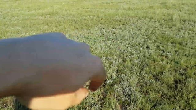 Ведьмины круги шампиньонов смотреть онлайн