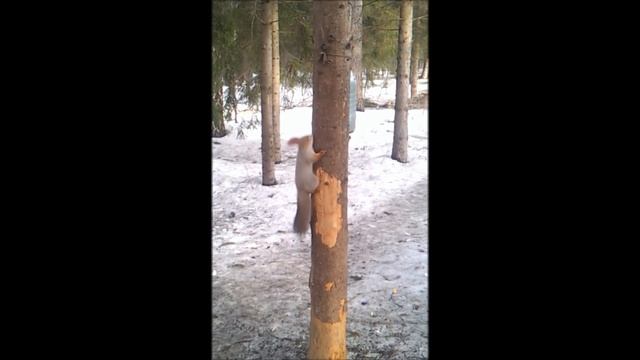 БЕЛОЧКА ПРИШЛА КО МНЕ! ИРИСКА Presents. Squirrel came! смотреть онлайн