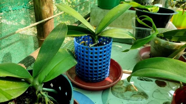 How to grow phalaenopsis orchids + special winter care #orchid #orchidcare #phalaenopsis смотреть онлайн