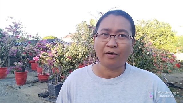 dagdag kaalaman sa pag aalaga ng bougainvillea смотреть онлайн
