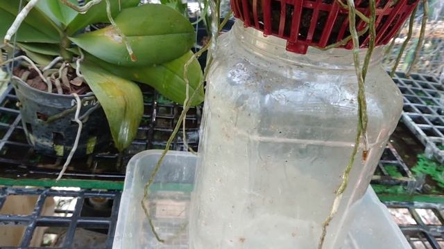 Tips To Help Flowering Orchid Plants Not Dry Buds, Wither Leaves. Vigorous and Brilliant Flowering смотреть онлайн