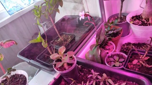 Картошка самые вкусные сорта/Оранжерея на окне на 28 марта. смотреть онлайн