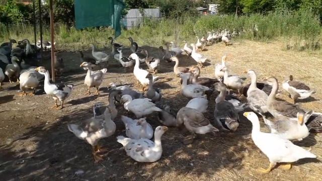 Холмогорские и Тульские гусята смотреть онлайн