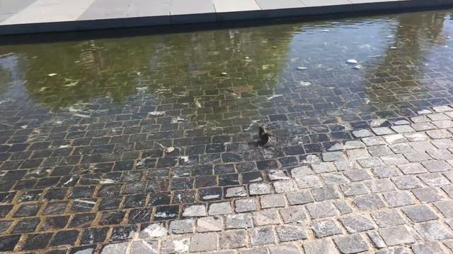 08.05.2018 Воробей купается смотреть онлайн