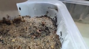 ТУИ СМАРАГД!!! Прошло десять месяцев с посева семян!!! ???