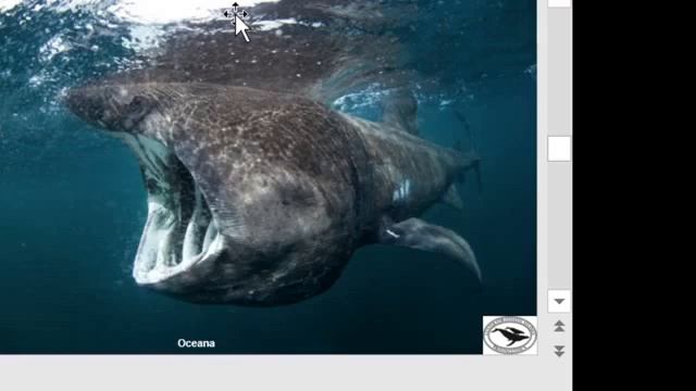 Cool Marine Animals: Basking Shark смотреть онлайн
