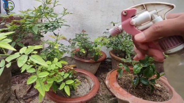 Rose yellow leaves problems in summer and solution