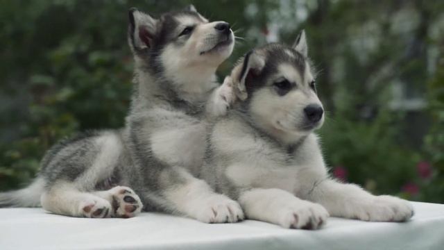 Щенки аляскинского маламута / Alaskan malamute puppies смотреть онлайн