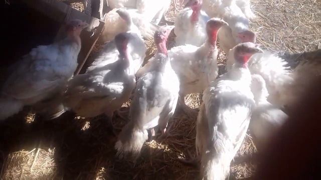 Хайбрид Конвертер индюки. Чем кормить. Вес и другое. смотреть онлайн