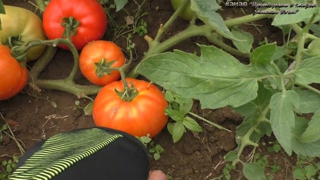 Монгольский карлик особенный томат,обзор и дегустация