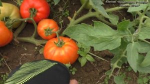 Монгольский карлик особенный томат,обзор и дегустация