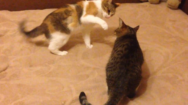 КОШКИ - Вольная борьба смотреть онлайн