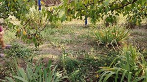 1000105911.mp4Жизнь станичная. Груши, персики, вареники. Жизнь на пенсии.