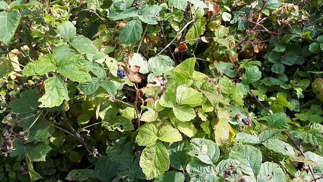 Rubus caesius - grow, care & eat (Dewberry plant) смотреть онлайн