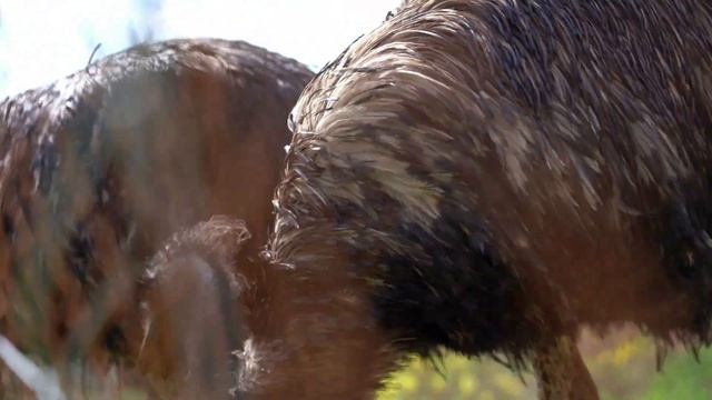 Эму бегают с лошадью Пржевальского? смотреть онлайн