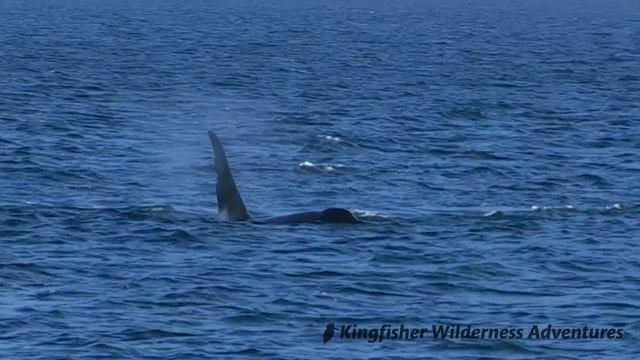 Kayak With Whales & Whales and Grizzly Bears Base Camp Kayak Tours смотреть онлайн