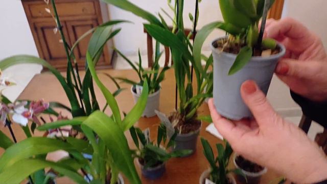 Orchidea Cambria: Come Si Cura ? смотреть онлайн