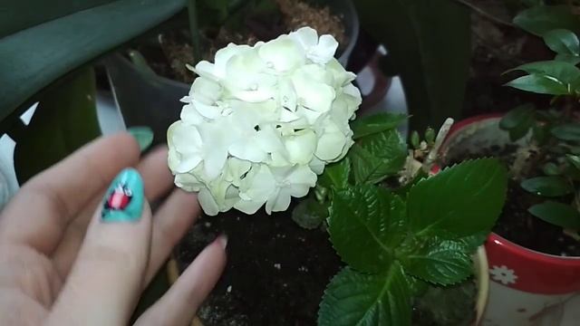 Гидрангия. Комнатная гортензия смотреть онлайн