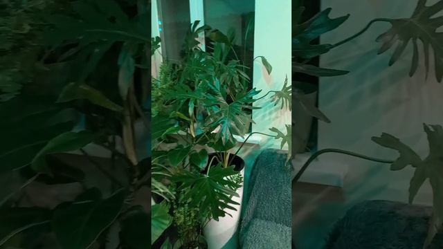 Обзор ВСЕХ моих комнатных растений СПАСИБО если досмотрели до конца. смотреть онлайн