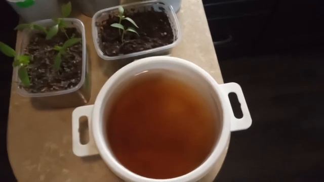 Чем подкормить рассаду перца и томатов смотреть онлайн