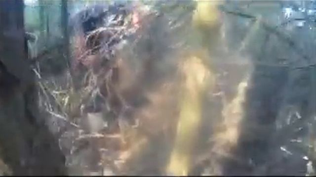 Собираем грибы возле речки We collect mushrooms near the river смотреть онлайн