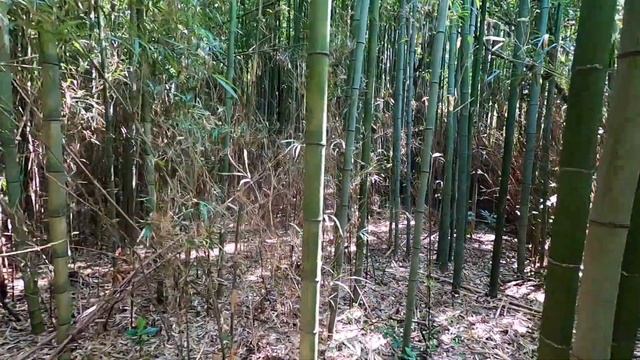 Заброшенный синтоистский храм ⛩️ в Японии. смотреть онлайн