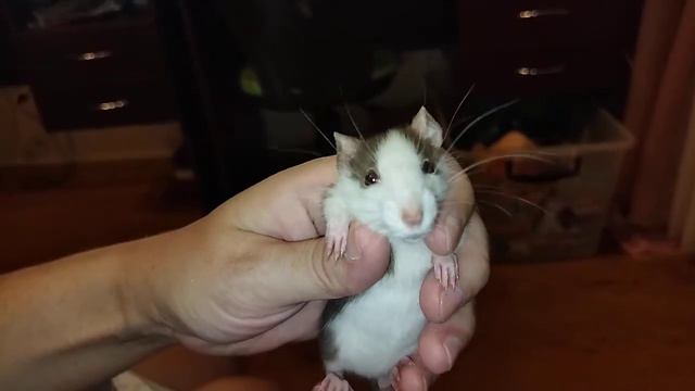 Я ПОЙМАЛА КРЫСУ) смотреть онлайн