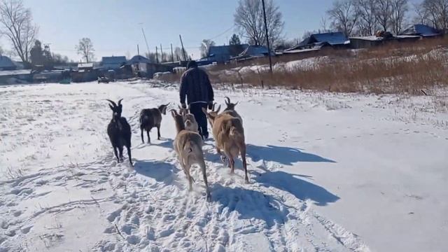 Козы линяют, даю... Козлят поим водой смотреть онлайн
