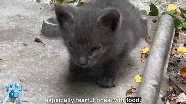 A Tiny Kitten Modestly Peeked Out from Under the Patio, Followed by His Entire Family смотреть онлайн