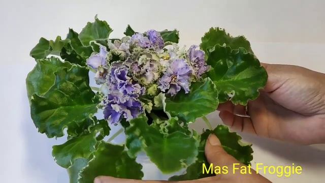 Ma’s Arctic Sky.Ma's Corsage.Ma's Fat Froggie.Ma's Glass Slipper.Ma’s Soap Bubbles