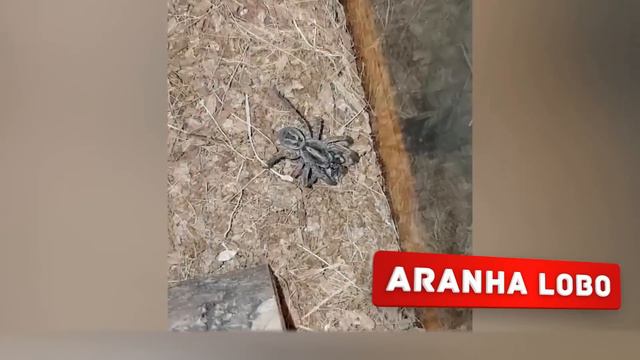 10 Aranhas Mais Venenosas do Mundo смотреть онлайн