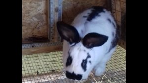 Кролики "бабочка"  (не строкач) - хотите поспорить?