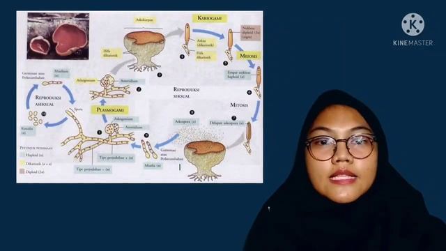 Ajeng Kania | Siklus Hidup Ascomycota dan Basidiomycota ?? смотреть онлайн