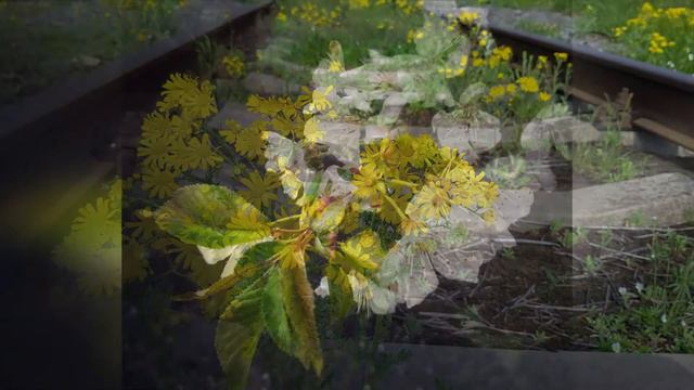 Видеозарисовка. Цветы смотреть онлайн