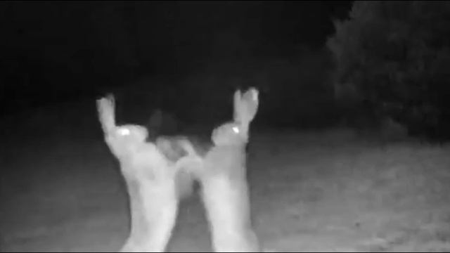 VID-20231020-WA0010.mp4 смотреть онлайн