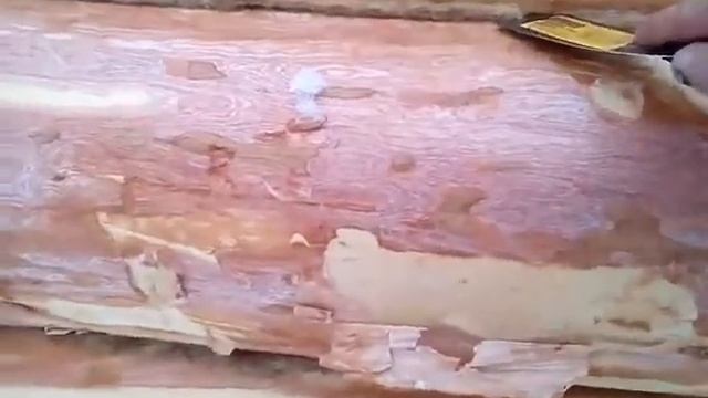 Такие срубы теперь редкость! Шпатель даже не пролазит! смотреть онлайн