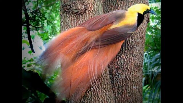 Райские птицы смотреть онлайн