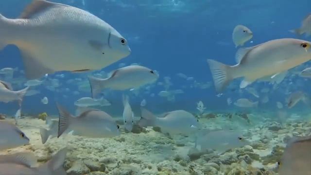 Diving in the Maldives 2 смотреть онлайн