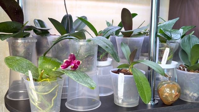 Делюсь секретами! Подростки из Азии во мхе( полив,уход и содержание ) смотреть онлайн