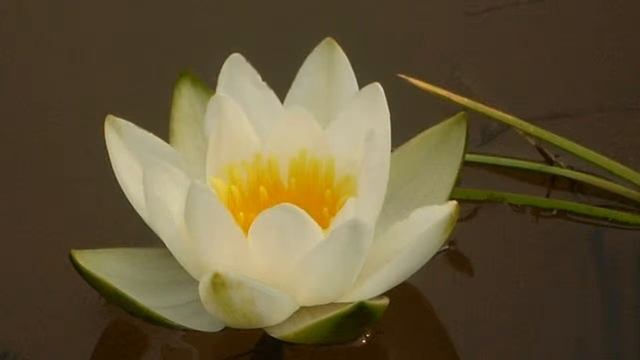 Любовь Борисова - Примета