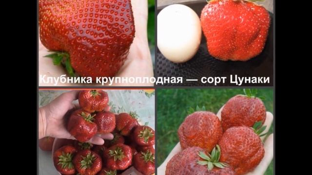 Парад земляничных «тяжеловесов» – Цунаки, Камрад победитель, Братина Болгарская смотреть онлайн