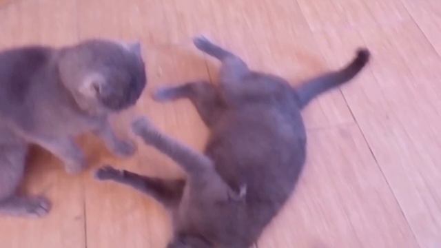 Драка кошек. Ссора друзей. смотреть онлайн