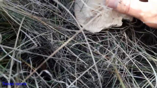 Синеножка есть, но пришлось долго походить смотреть онлайн